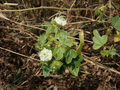 Passiflora vesicaria