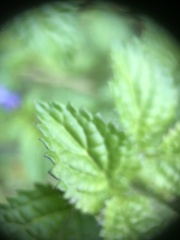 Stachytarpheta jamaicensis