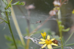Linyphia triangularis