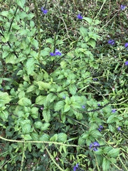 Stachytarpheta jamaicensis