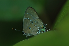 Janthecla janthina