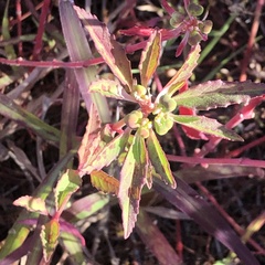 Euphorbia dentata