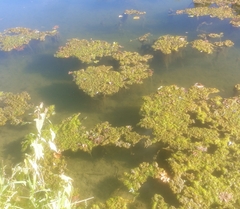 Charophyta