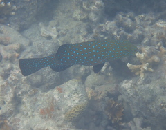 Epinephelidae