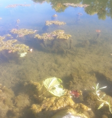 Charophyta