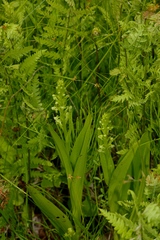 Platanthera flava herbiola