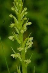 Platanthera flava herbiola