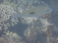Lethrinus harak