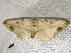 Omiza miliaria