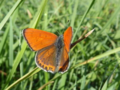 Lycaena thersamon