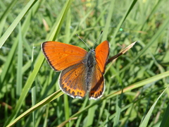 Lycaena thersamon