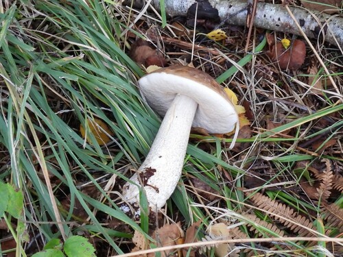 Leccinum leucopodium
