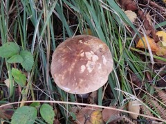 Leccinum albostipitatum