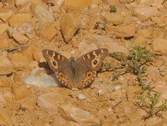 Junonia villida
