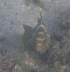 Epinephelus maculatus
