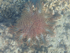 Acanthaster