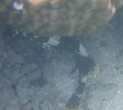 Epinephelus maculatus