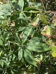 Cleome houtteana