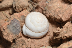 Sphincterochila