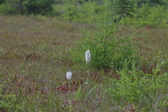 Platanthera blephariglottis