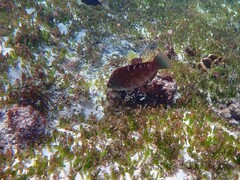 Halophila ovalis