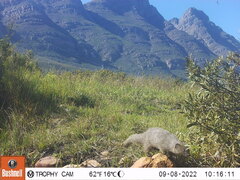 Herpestes pulverulentus