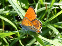 Lycaena thersamon
