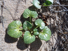 Calystegia soldanella