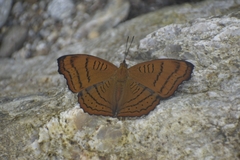 Pseudergolis wedah
