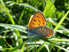Lycaena thersamon