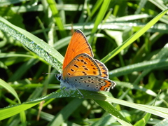 Lycaena thersamon