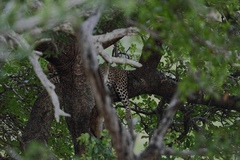 Panthera pardus pardus