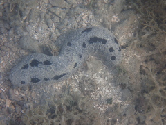 Holothuria atra