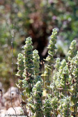 Pseudodictamnus acetabulosus