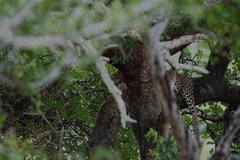 Panthera pardus pardus