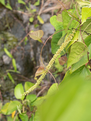 Acalypha angatensis