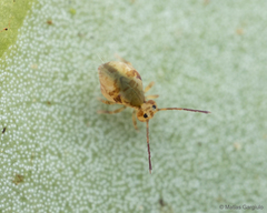 Dicyrtomidae
