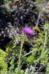 Onopordum caulescens