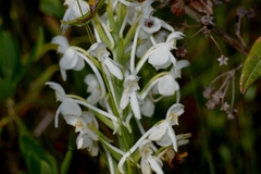 Platanthera blephariglottis