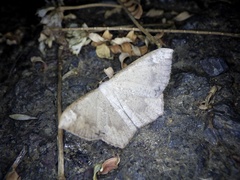 Peratostega deletaria