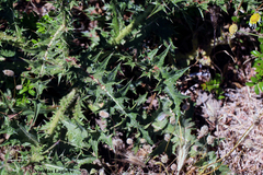Onopordum caulescens