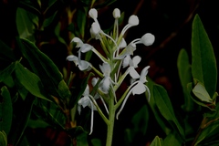 Platanthera blephariglottis