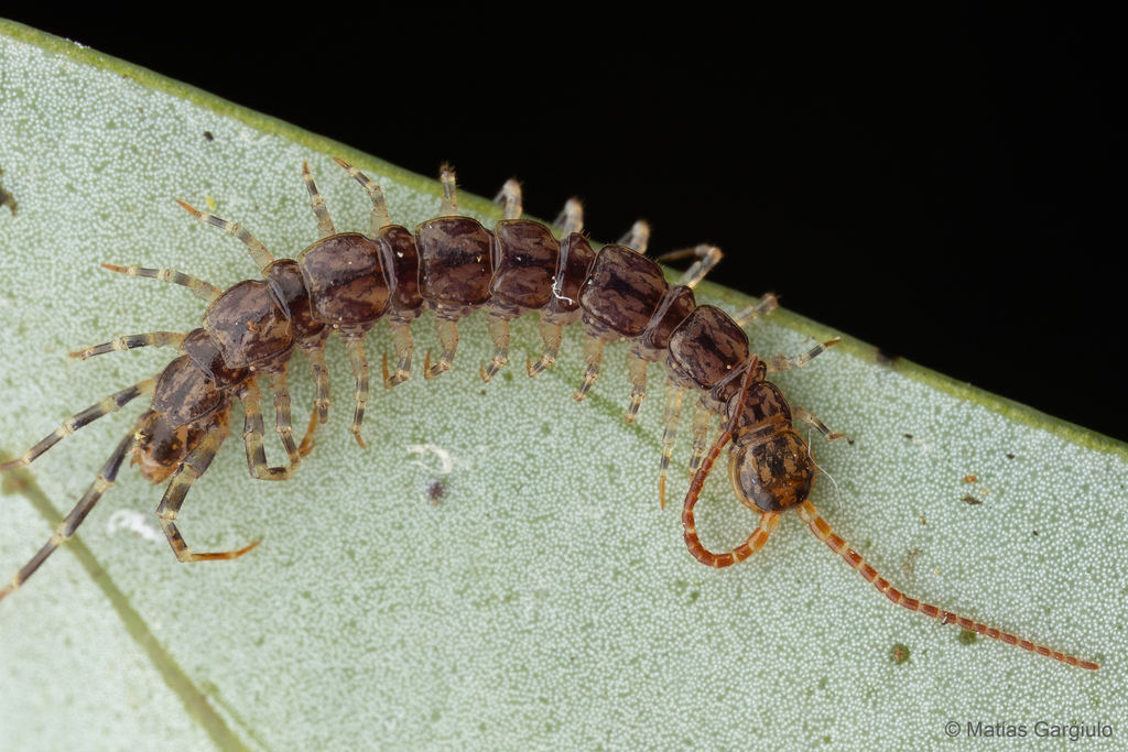 Handsome Reddish-brown Centipedes from Chiloé, Los Lagos, Chile on ...