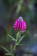 Trifolium purpureum