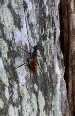 Xorides filiformis