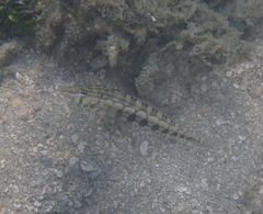 Parapercis australis