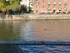 Phalacrocorax carbo