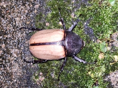 Eupatorus gracilicornis