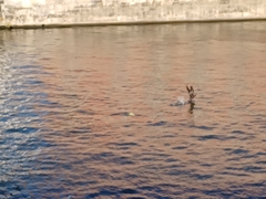 Phalacrocorax carbo