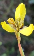 Moraea bellendenii